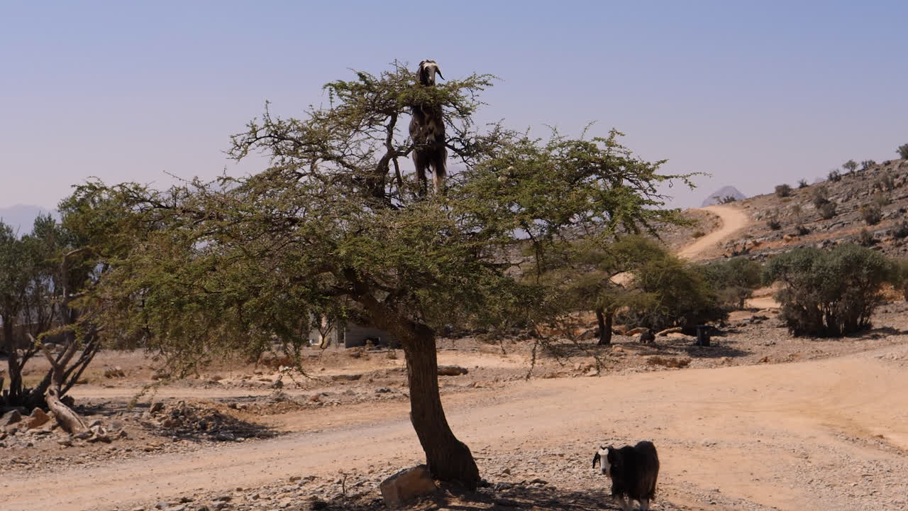 Una capra che mangia foglie dai rami mentre si arrampica su un albero nel Sultanato dell'Oman.