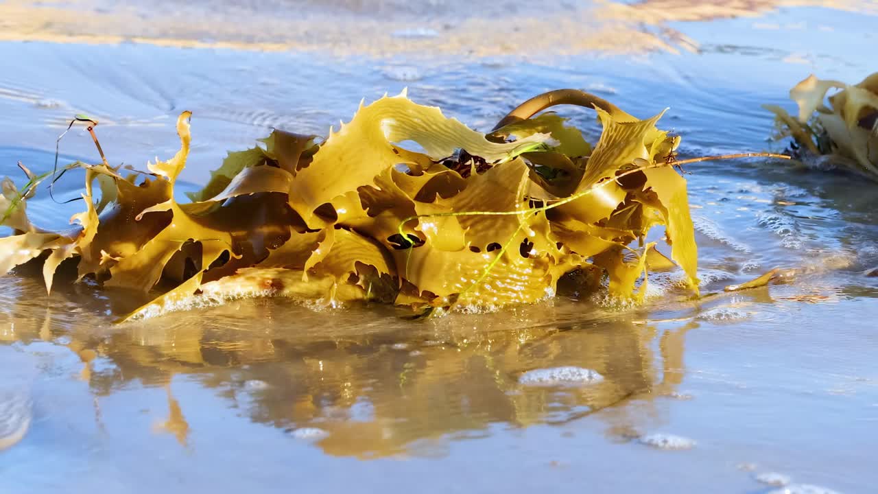 Close-up of golden kelp swaying gently in shallow, sunlit coastal waters.