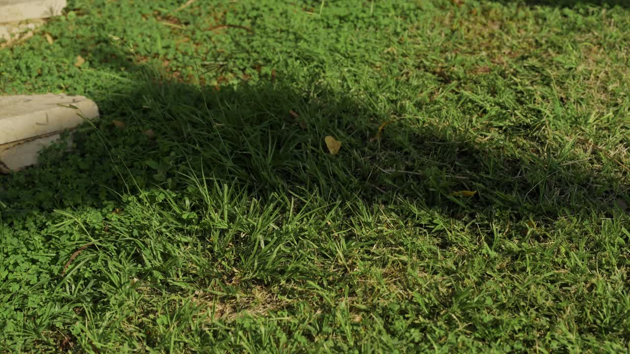 Dark flag shadow moves gently over a green lawn in bright daylight. Patriotism, remembrance, public ceremonies, elections, protests, or civic life. No people. clean natural background. LGBTQ