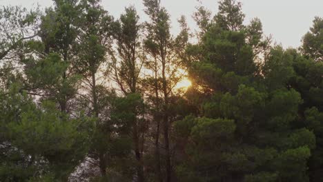 Aerial---Sun-behind-forest-trees