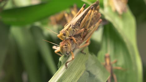 macro close up of wild grasshopper couple copulating in wilderness - 4k footage