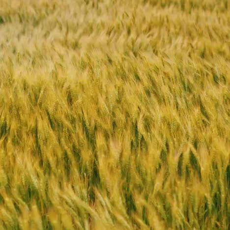 Strong-Gale-Force-Winds-Sway-The-Wheat-Field