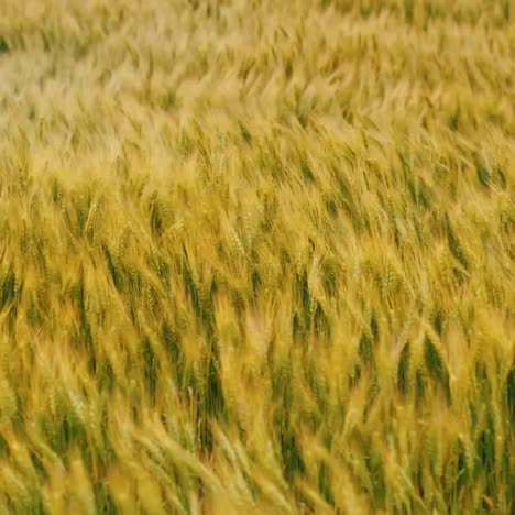 fuertes vientos huracanados sacuden el campo de trigo