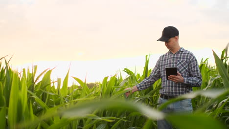 Landwirt-Agronom-Mit-Tablet-Computer-In-Kahlen-Leeren-Feld-In-Sonnenuntergang-Ernst-Selbstbewussten-Mann-Mit-Moderner-Technologie-In-Der-Landwirtschaftlichen-Produktionsplanung-Und-Vorbereitung