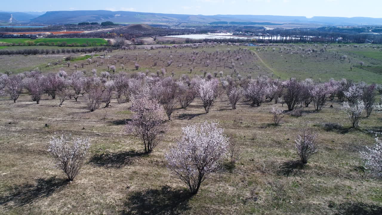 과수원 에서 꽃 이 피는 과일 나무 - 공중 에서 볼 수 있는 모습
