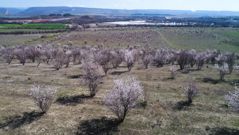 blooming fruit trees in orchard - aerial view