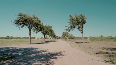 Stetige-Aufnahme,-Die-Sich-An-Einem-Sonnigen-Tag-Auf-Der-Straße-Mit-Bäumen-An-Den-Seiten-Bewegt