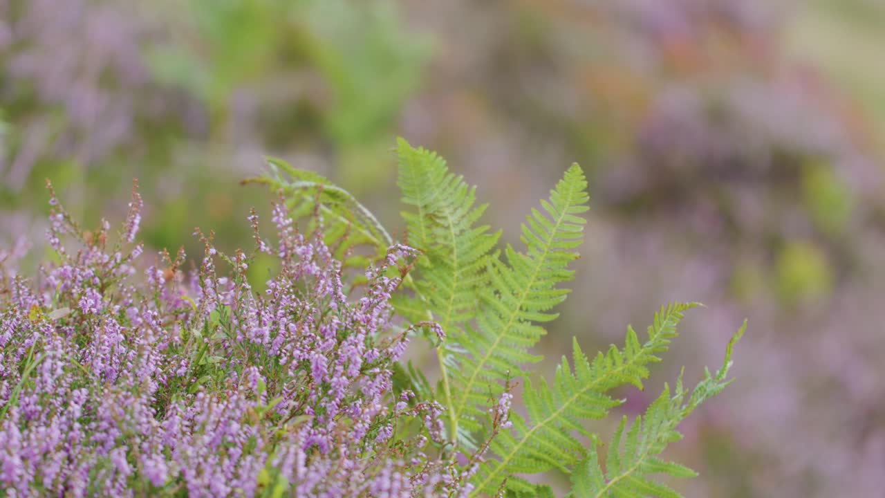 A close-up view of a green fern gently swaying in the wind, surrounded by purple wildflowers in a natural, overcast moorland setting