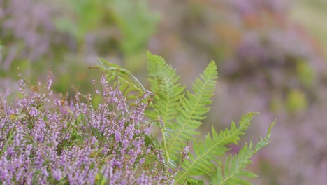 a close-up view of a green fern gently swaying in the wind, surrounded by purple wildflowers in a natural, overcast moorland setting