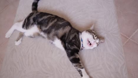 un gato amputado de tres patas jugando en la alfombra de la casa