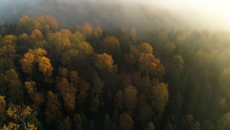 seasonal forest aerial view in fall and early morning sunlight with fog