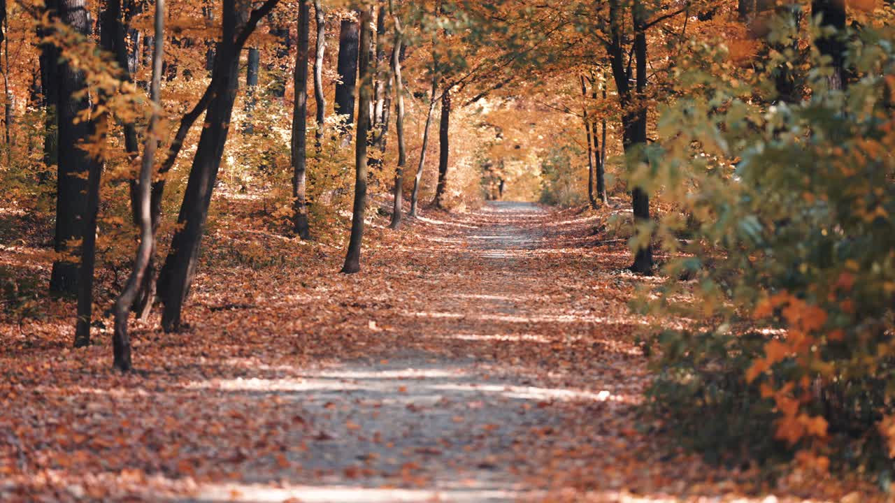 un hermoso callejón romántico de otoño en el parque de la ciudad