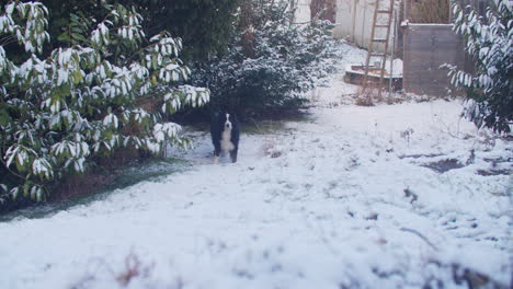 wide pov shot of a dog standing in the garden, grabbing is toy and returning to owner