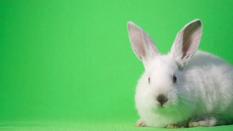 4k video, white bunny on a green background in the studio. cute white rabbit close up on chroma key background