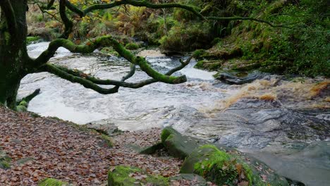 Tranquil-winter-woodland-with-a-slow-stream,-golden-oak-trees,-and-fallen-leaves,-offering-a-peaceful-and-relaxing-scene