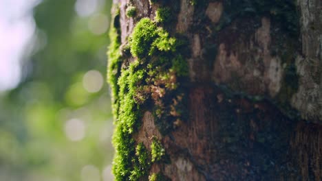 macro shot of bunch of green algae, lichen on tree trunk, mauritius, africa