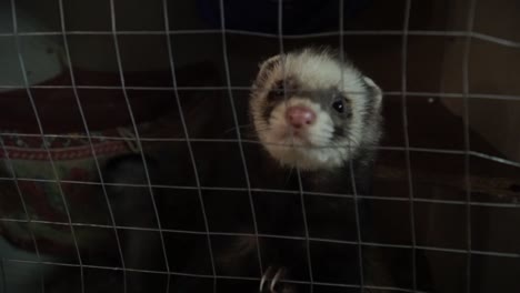 cute ferret curiously looking in to the camera