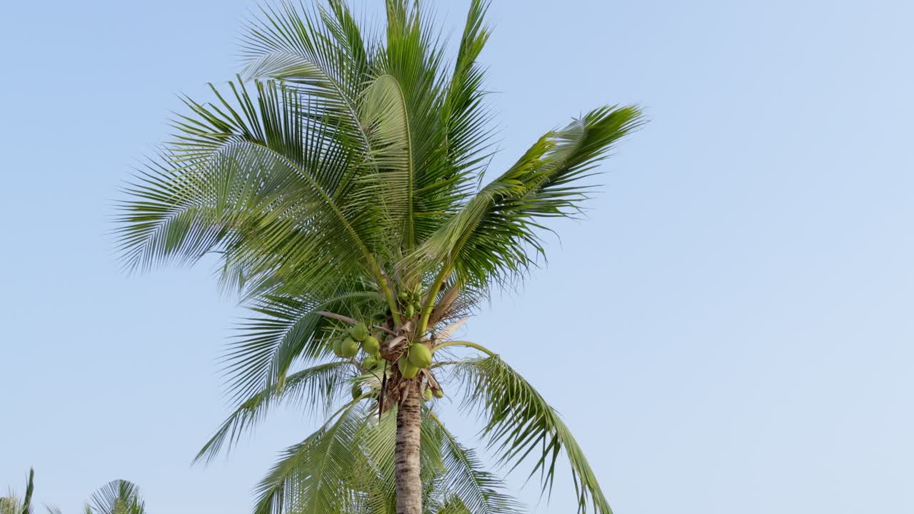 Palm trees swaying coastal breeze tropical paradise nature scene relaxing atmosphere wide angle view