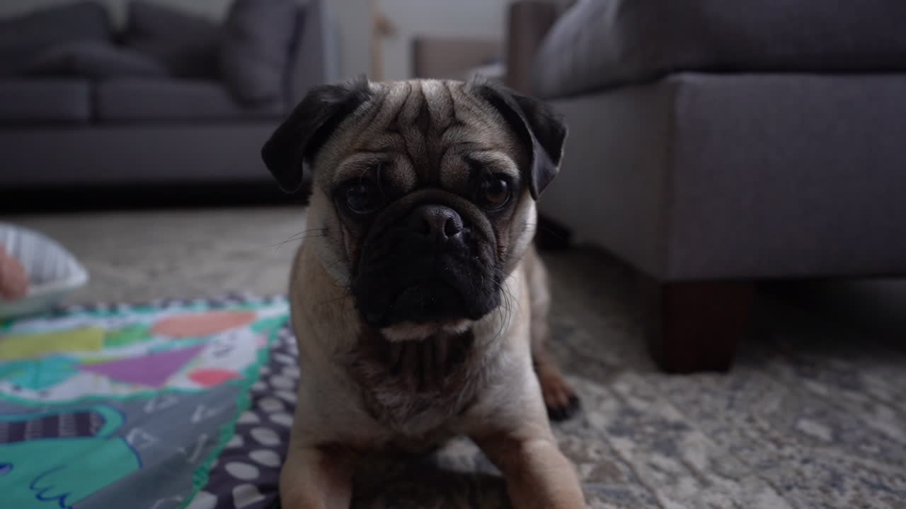 Tan pug in living room playing