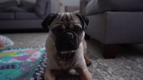 tan pug in living room playing