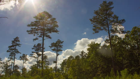 Bosque-Verde-Durante-El-Día-Con-Sol-Brillante-Brillando-A-Través-De-Los-Pinos-De-Hoja-Larga---Lapso-De-Tiempo