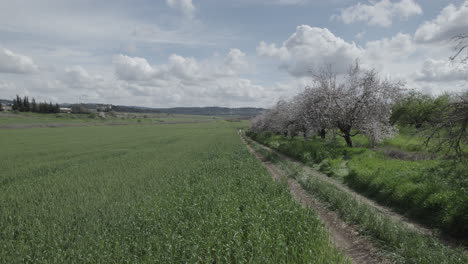 El-Hermoso-Florecimiento-De-Los-Almendros,-Junto-A-Un-Campo-De-Trigo,-Un-Día-Nublado-De-Primavera-Con-Colores-Vibrantes