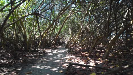 POV shot hiking through a dense canopy within Tayrona National Park