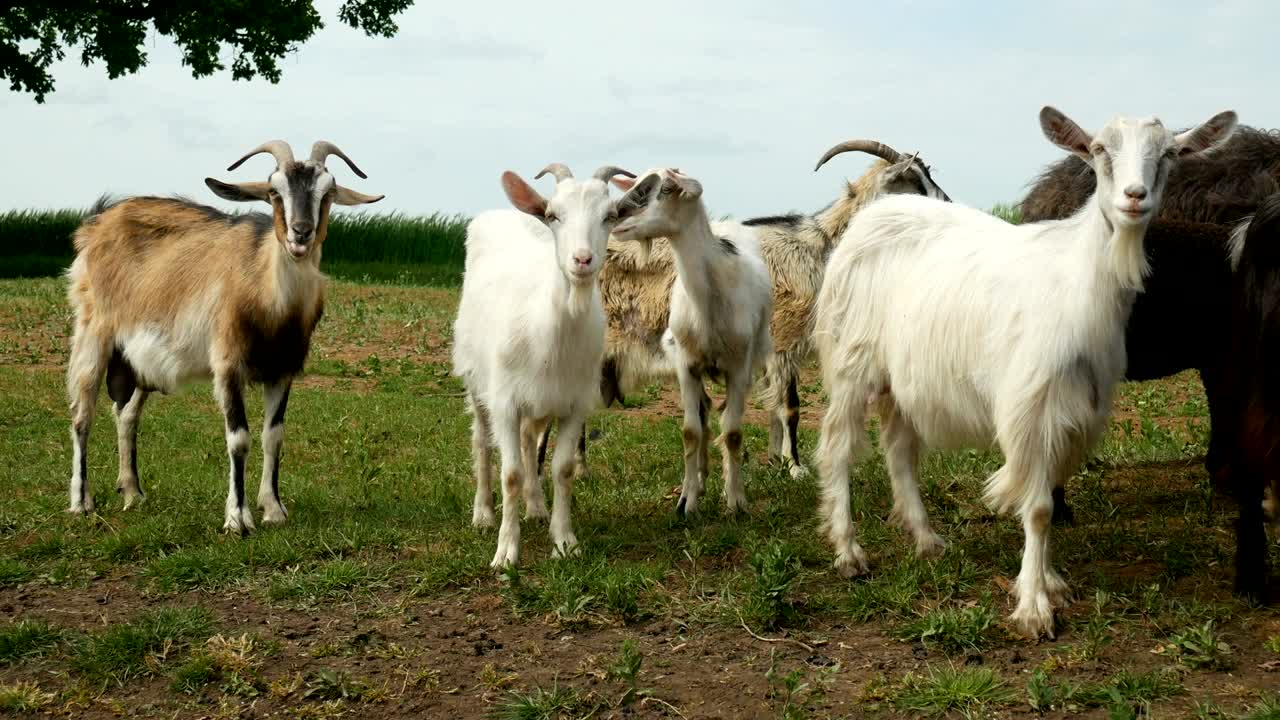 Funny goat on the farm. Herd of goats on nature pasture. Wildlife and ecology.