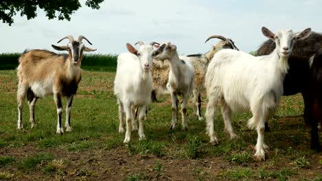 funny goat on the farm. herd of goats on nature pasture. wildlife and ecology.