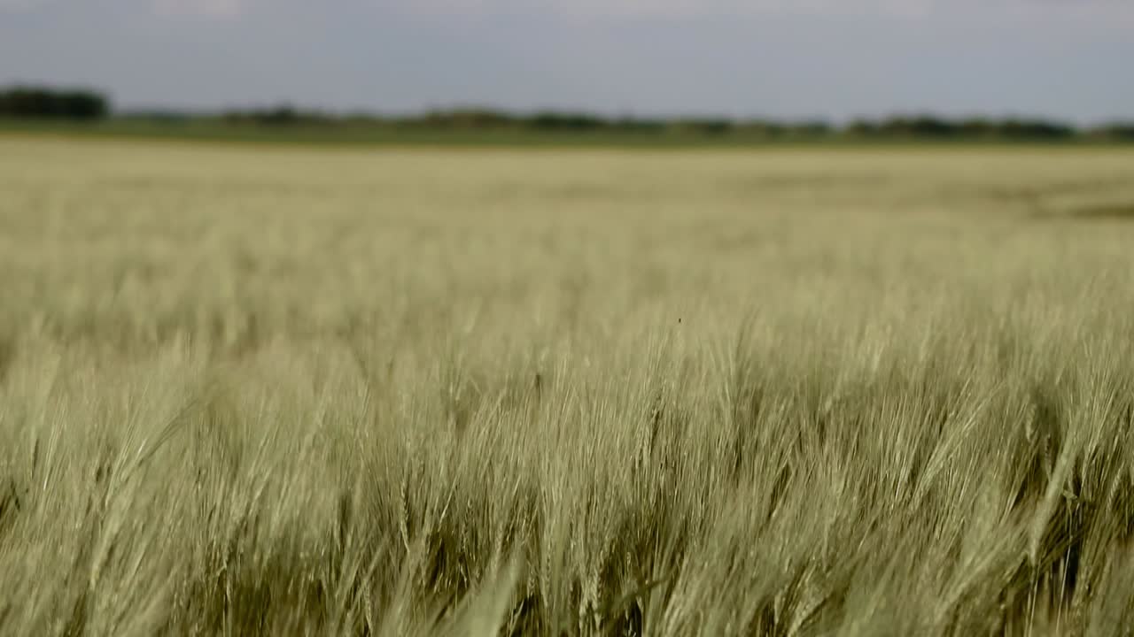 Pale green rye ears swinging in the wind on the crop field in slow motion