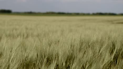 pale green rye ears swinging in the wind on the crop field in slow motion