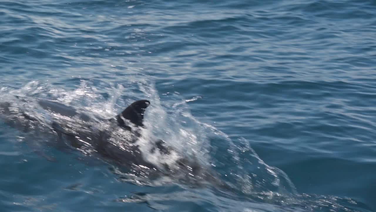 A pod of playful dolphins leaps joyfully through the waters off the coast of Uvita, Costa Rica