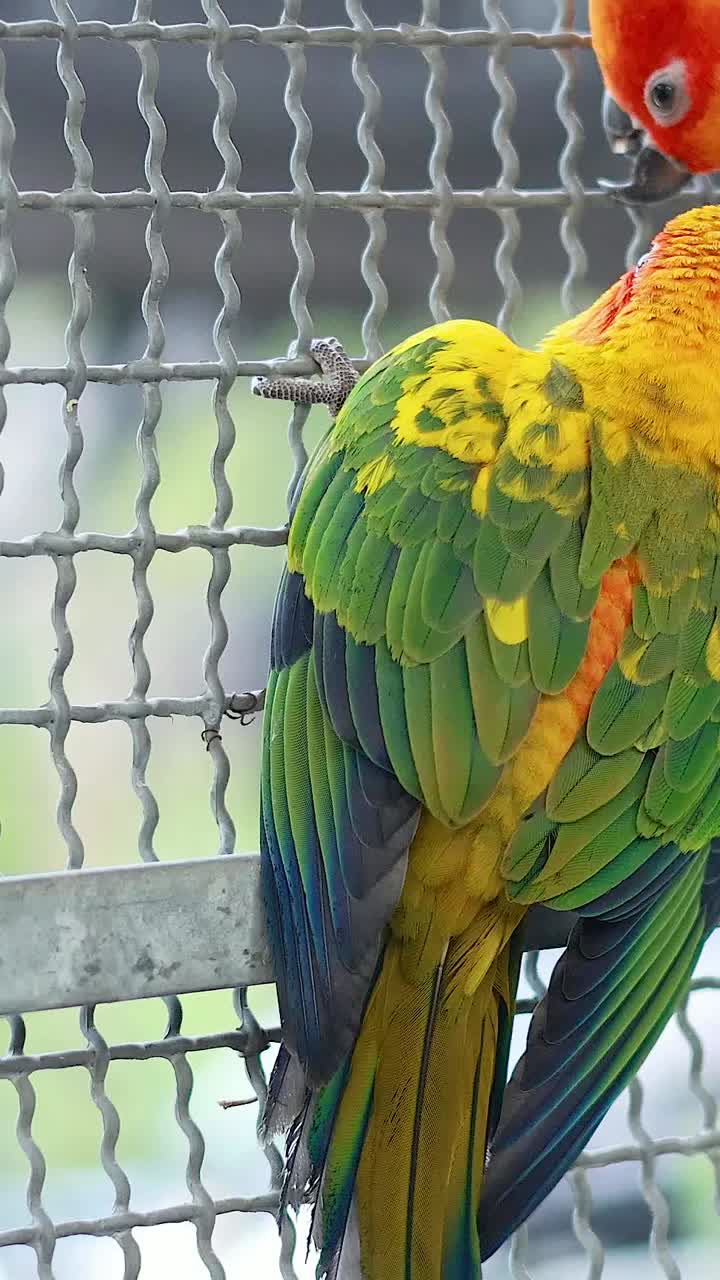 두 개의 태양 코너가 와이어 울타리에 놀이하게 상호 작용하고 있습니다.