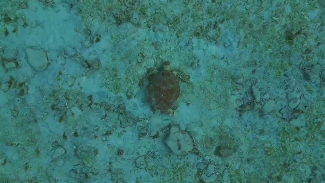 Sea turtle swimming over a sandy seabed in clear turquoise water and searching for food. Breathtaking aerial view drone camera pointing down