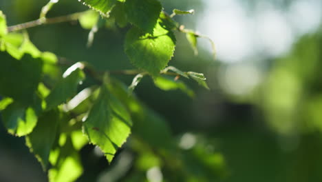 sunny birch tree leaves in the wind with green foliage