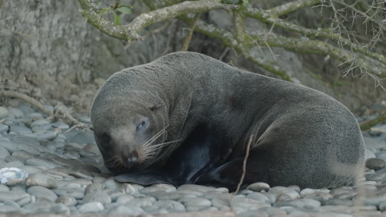 una bonita foca de piel descansando durmiendo en la playa rocosa de nueva zelanda aislada de cerca