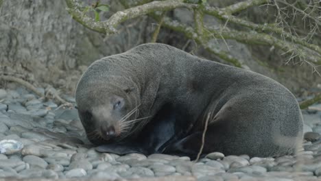 nice little fur seal resting sleeping on new zealand rocky beach isolated close up