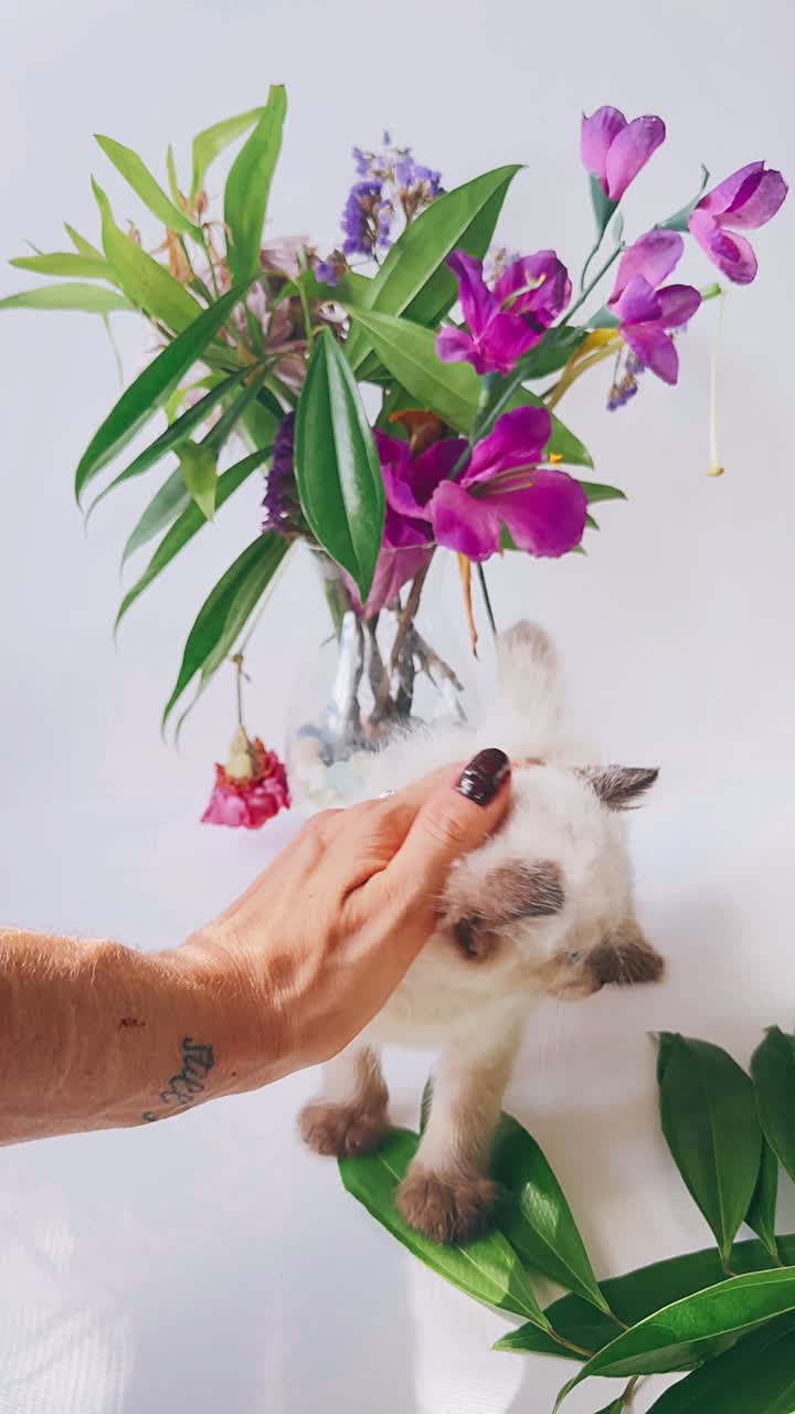 꽃 사이 의 새끼 고양이