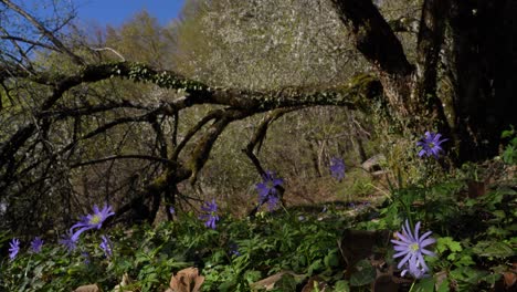 violet spring flowers under the fallen tree trunk from the wild winter