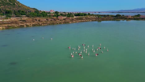 beautiful summer day on the sardinian coast, flamingos enjoying water