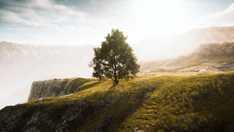 green tree on a hill on a sunny day in summer