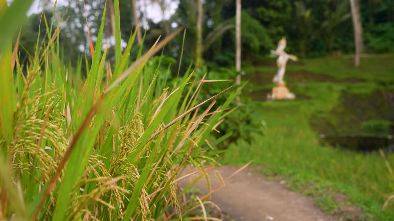 ภาพโคลสอัพโบเก้ของเมล็ดข้าวสุกที่นาขั้นบันได Tegalalang พร้อมสำหรับการเก็บเกี่ยว