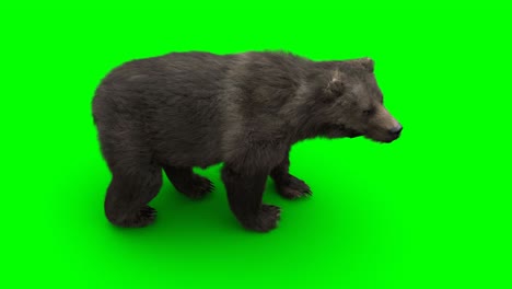 standing bear. green screen realistic animation.