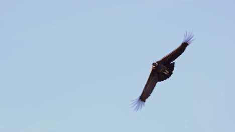 andean condor captured in stunning flight footage, 4k, slow motion