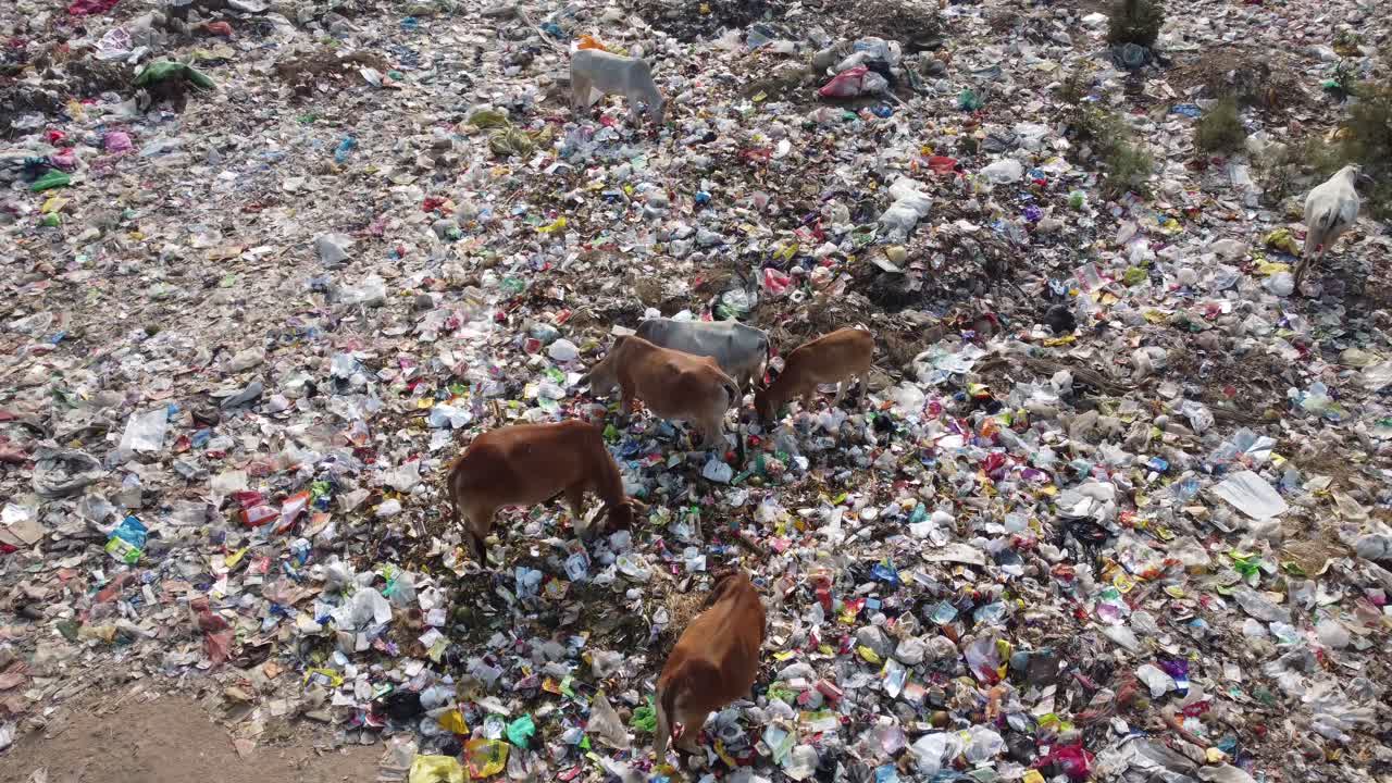 hay mucho plástico tirado en el basurero y varios animales, vacas y otras aves están recolectando comida de él