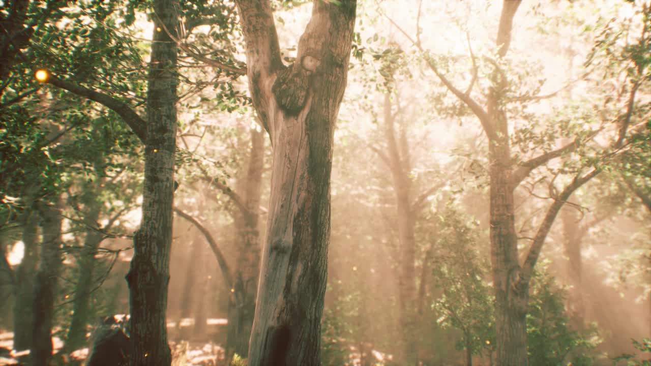 가을에 안개 숲에서  ⁇ 빛의 광선