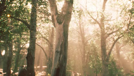 rayos de luz solar en un bosque brumoso en otoño