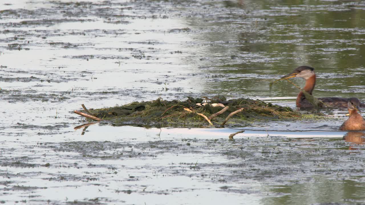 Grebe parent takes break from eggs while another adds to nest in lake