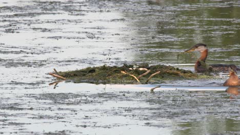 grebe parent takes break from eggs while another adds to nest in lake
