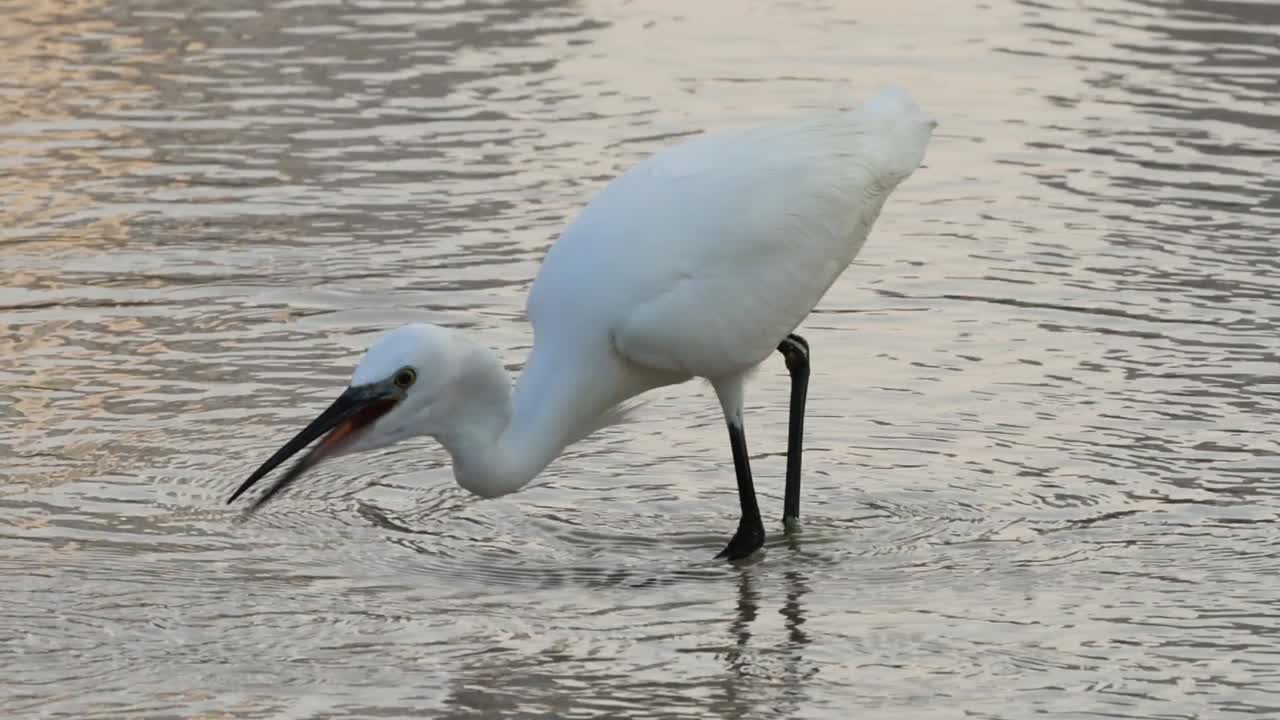 A white egret wades through shallow water, intently searching and striking at unseen prey beneath the surface.